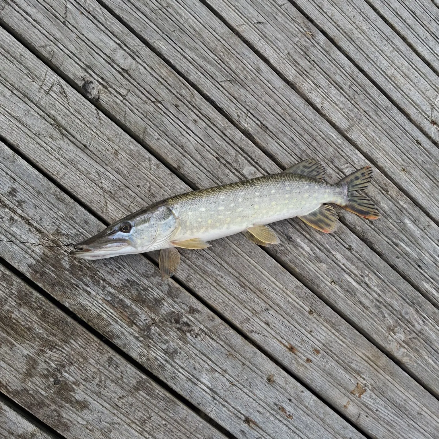 Northern pike caught on Fishbrain