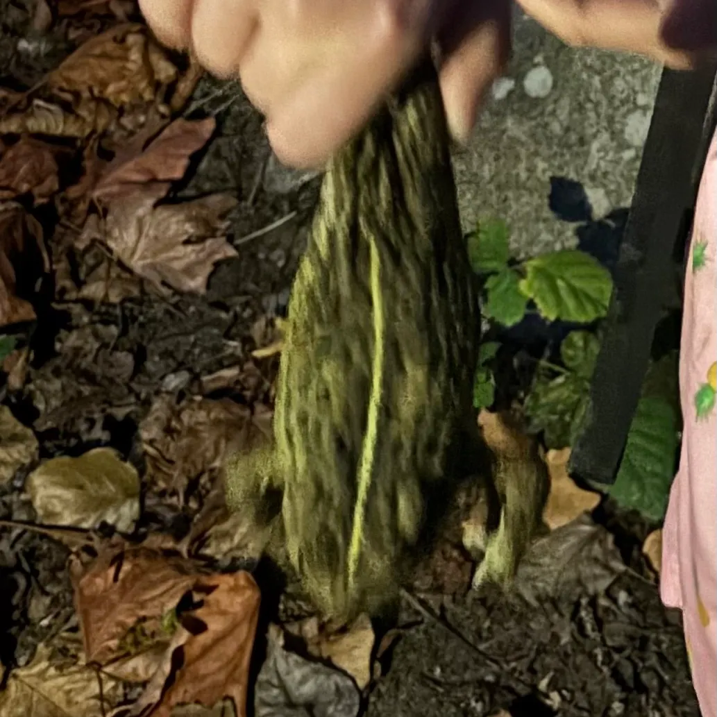 American bullfrog caught on Fishbrain