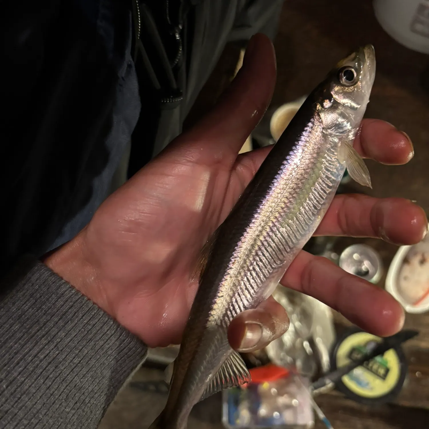 The most recent Atlantic rainbow smelt catches on Fishbrain