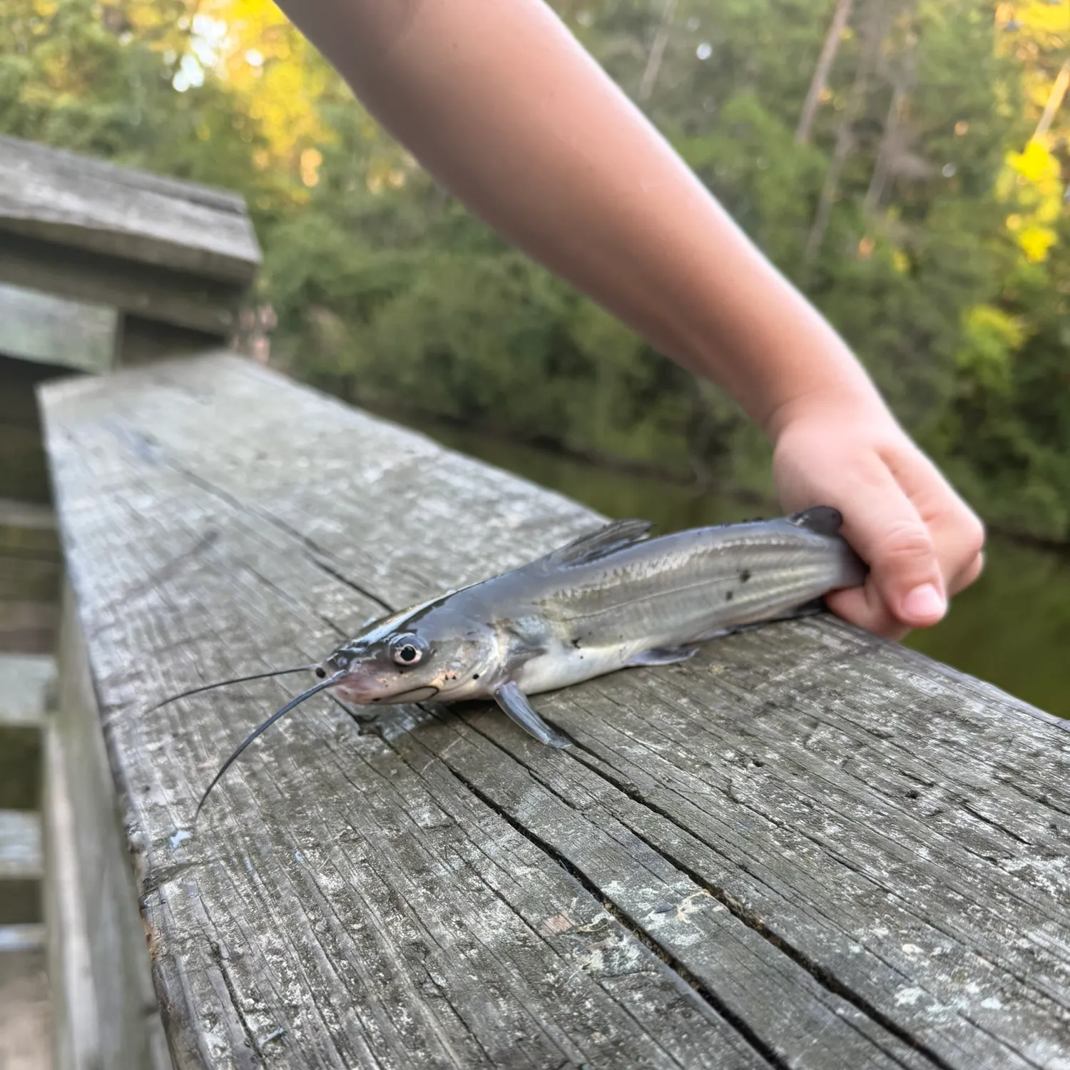 Channel catfish caught on Fishbrain