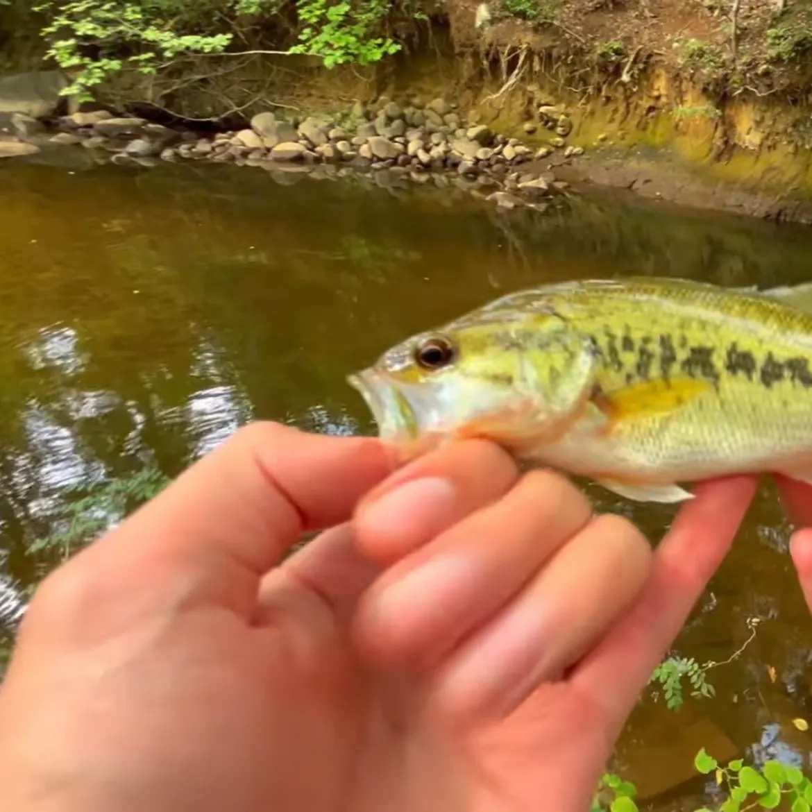Largemouth bass caught on Fishbrain