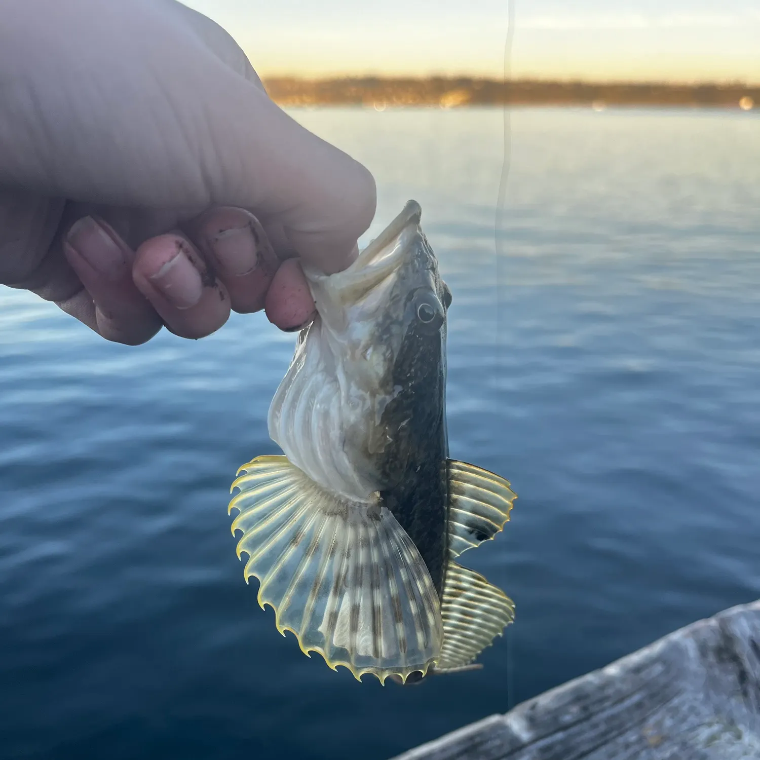 The most recent Longspined bullhead catches on Fishbrain