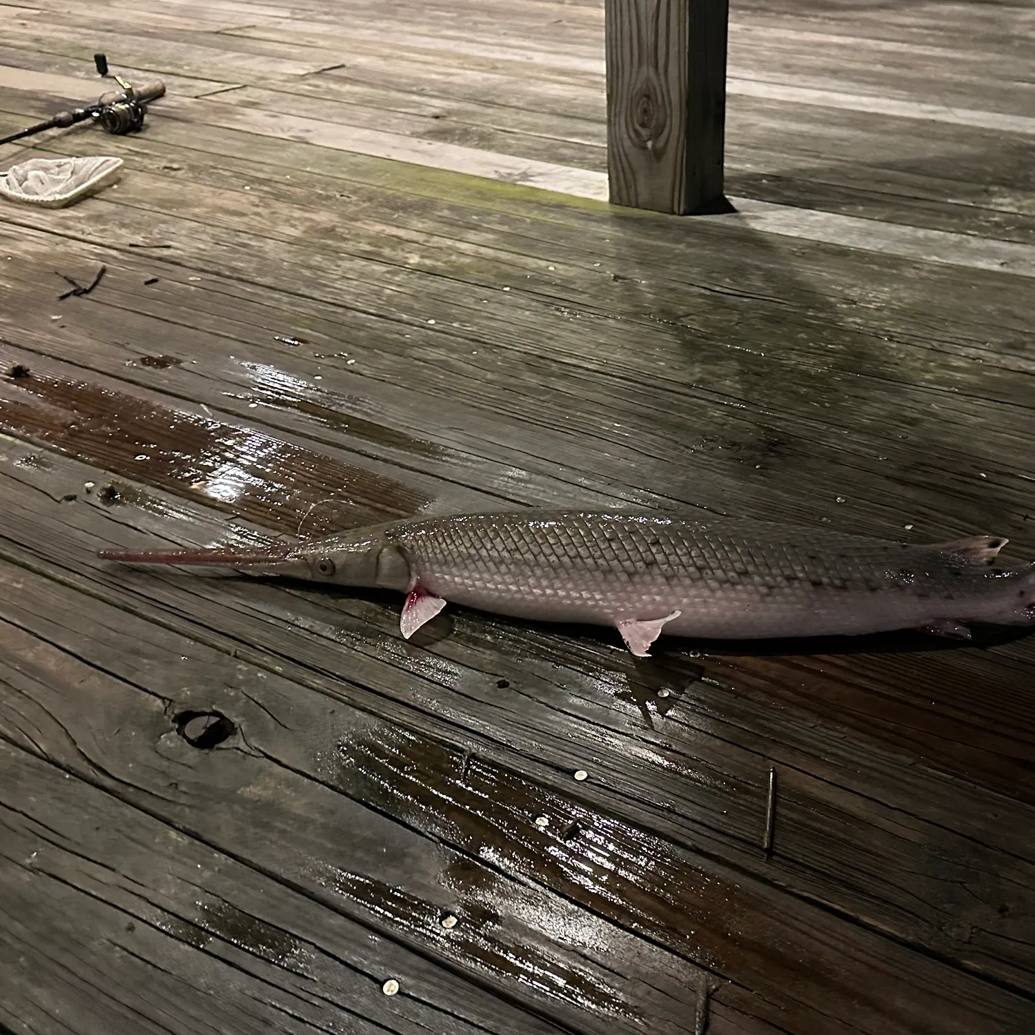 Longnose gar caught on Fishbrain