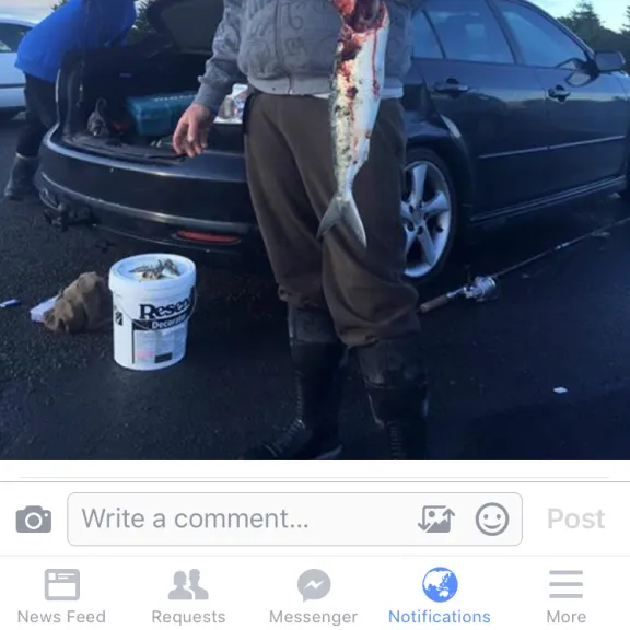 recently logged catches