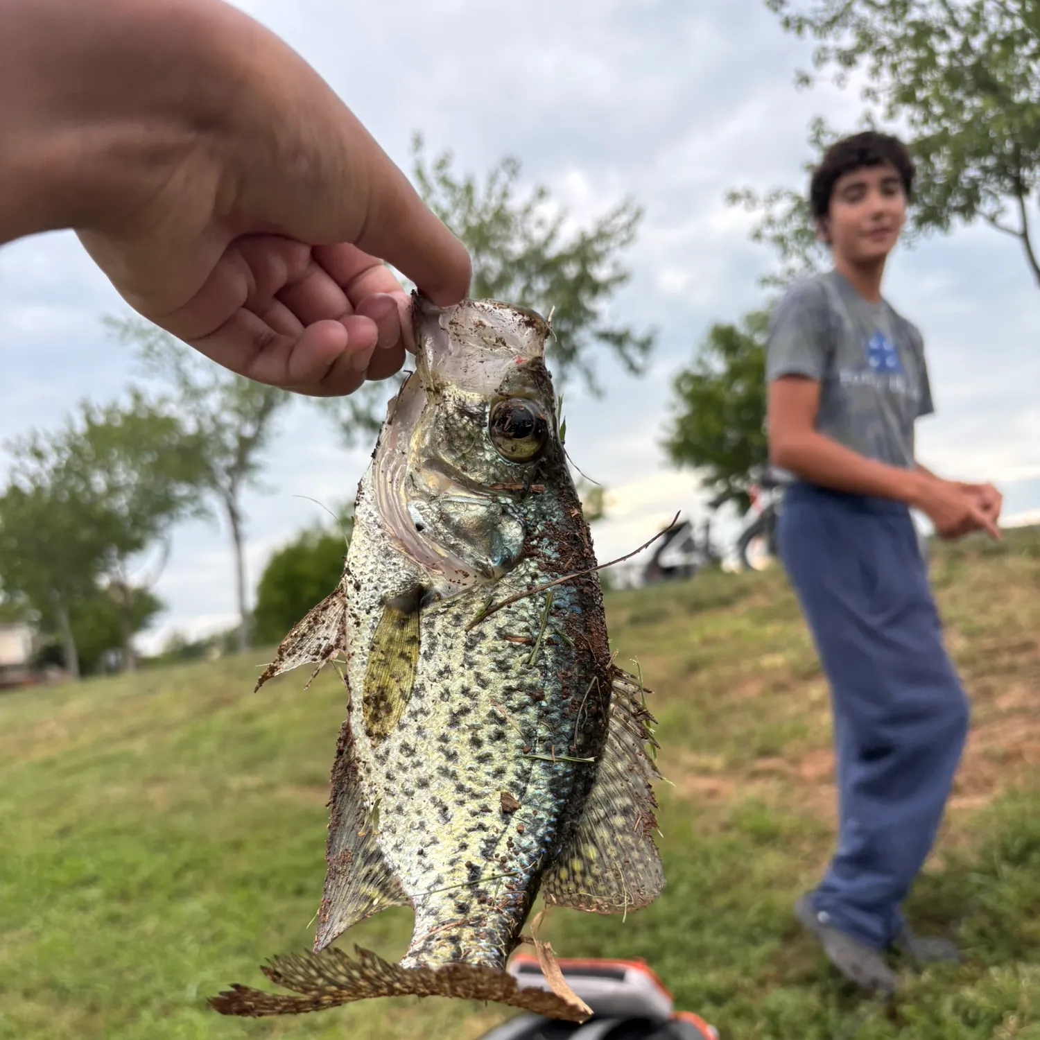 Black crappie caught on Fishbrain