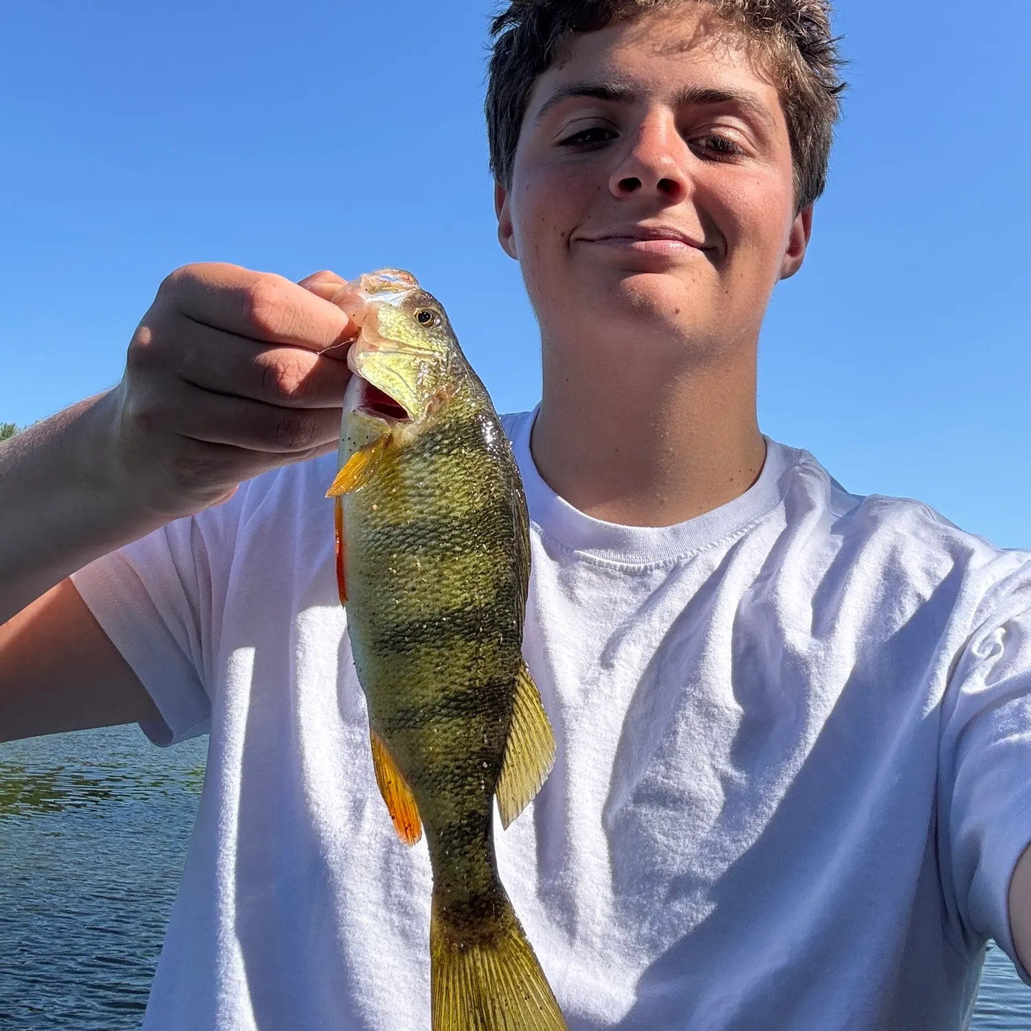 The most recent Yellow perch catches on Fishbrain