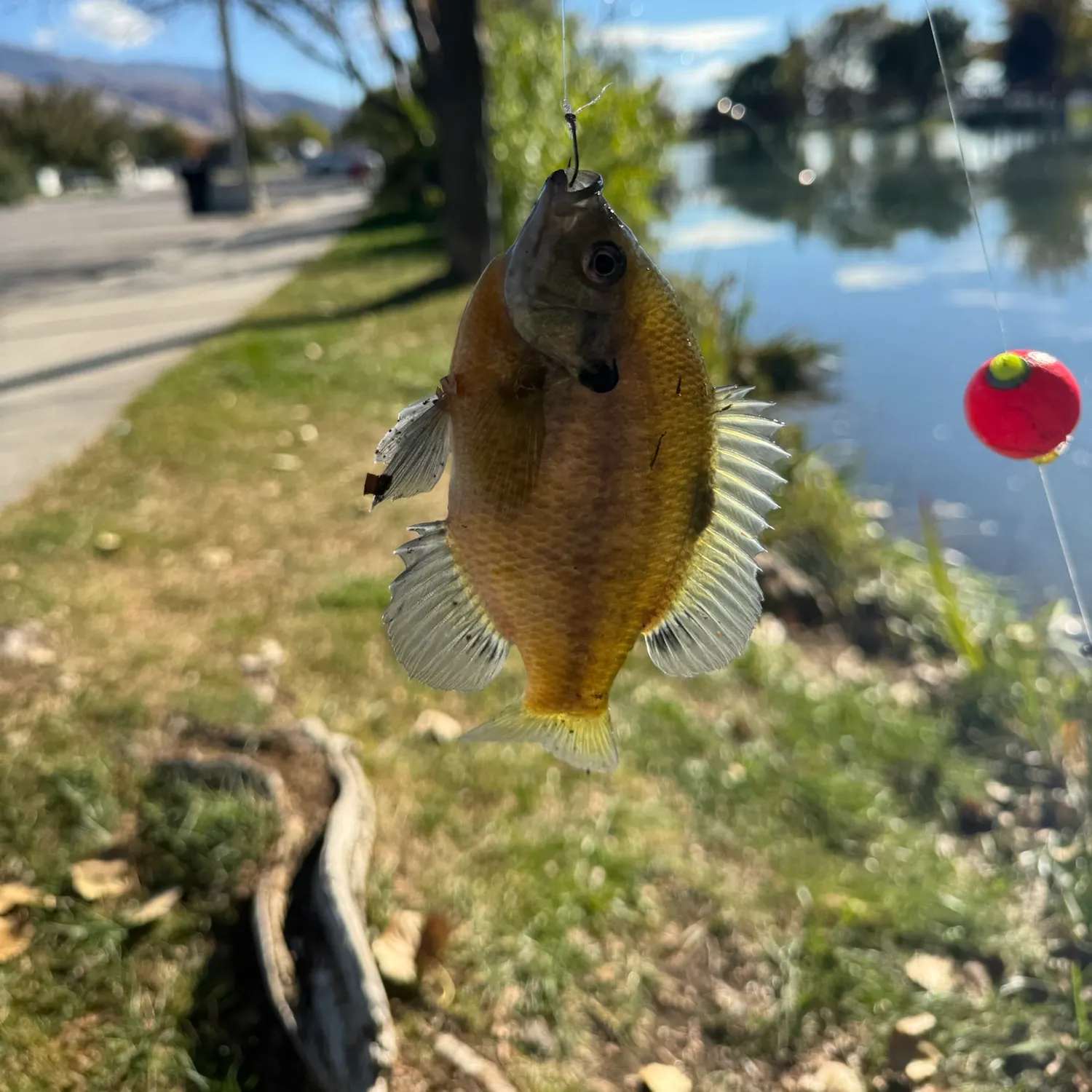 catch