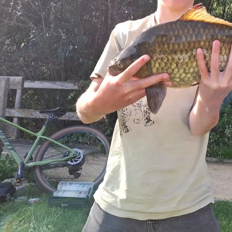 Common carp caught on Fishbrain