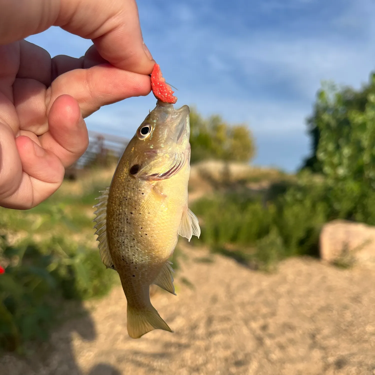 catch