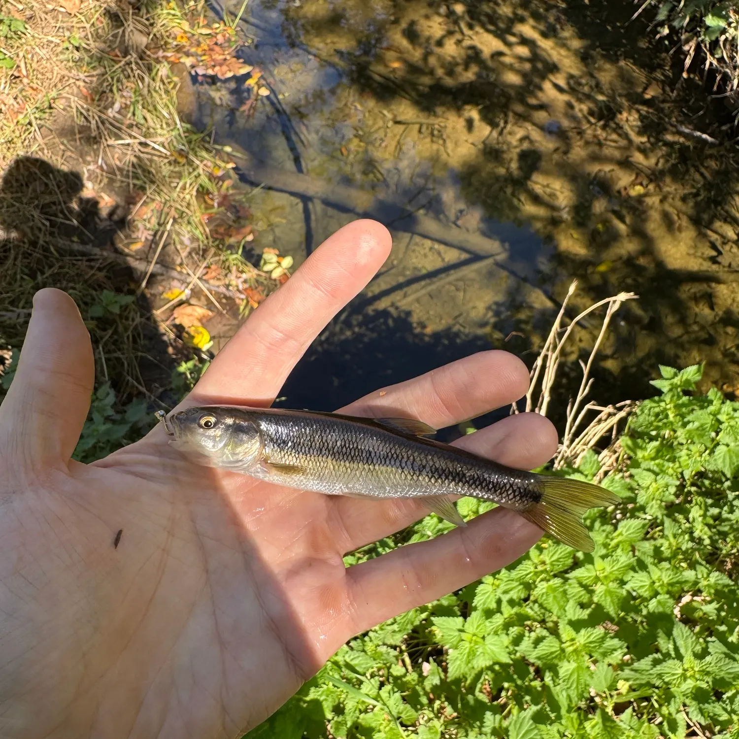 Creek chub caught on Fishbrain