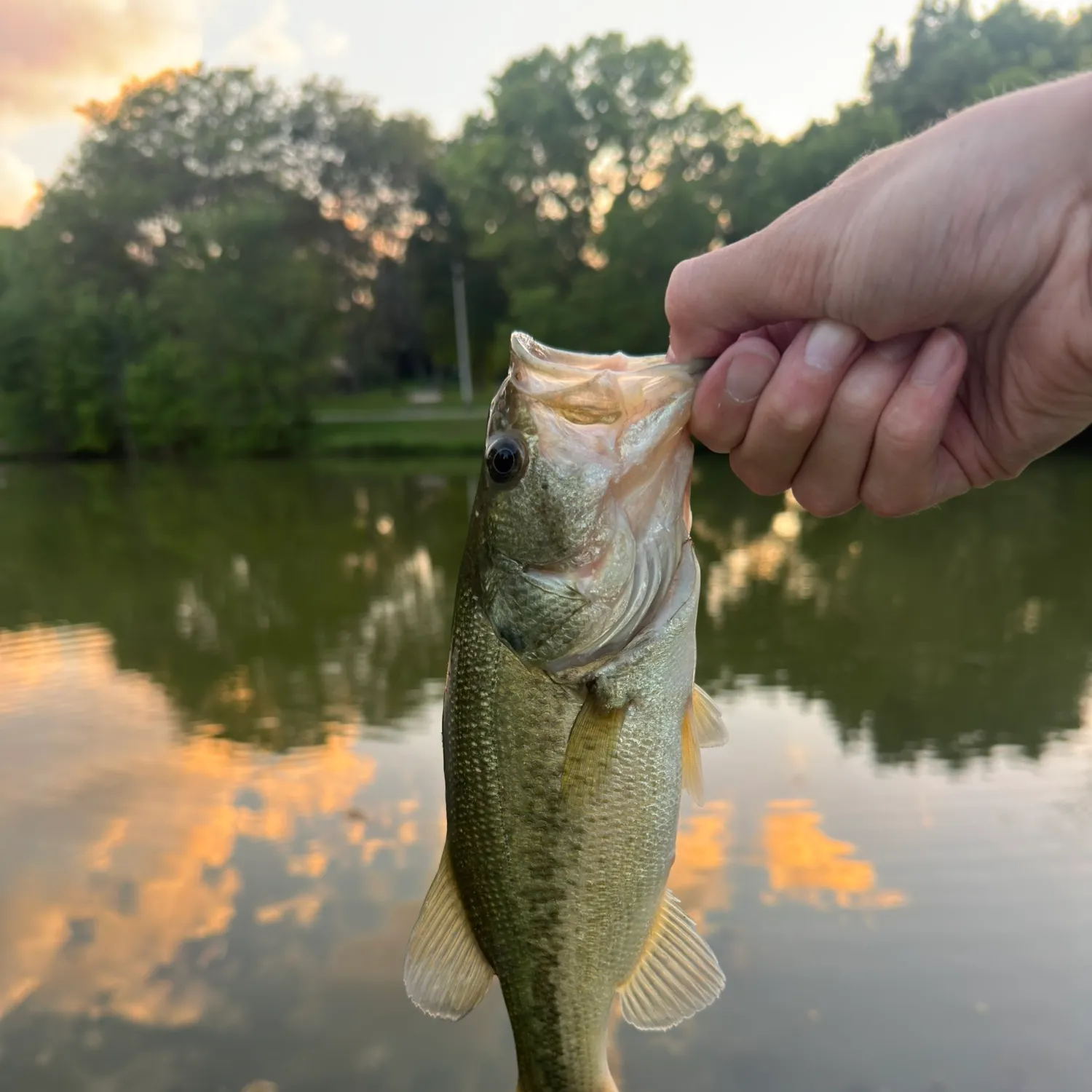 Largemouth bass caught on Fishbrain