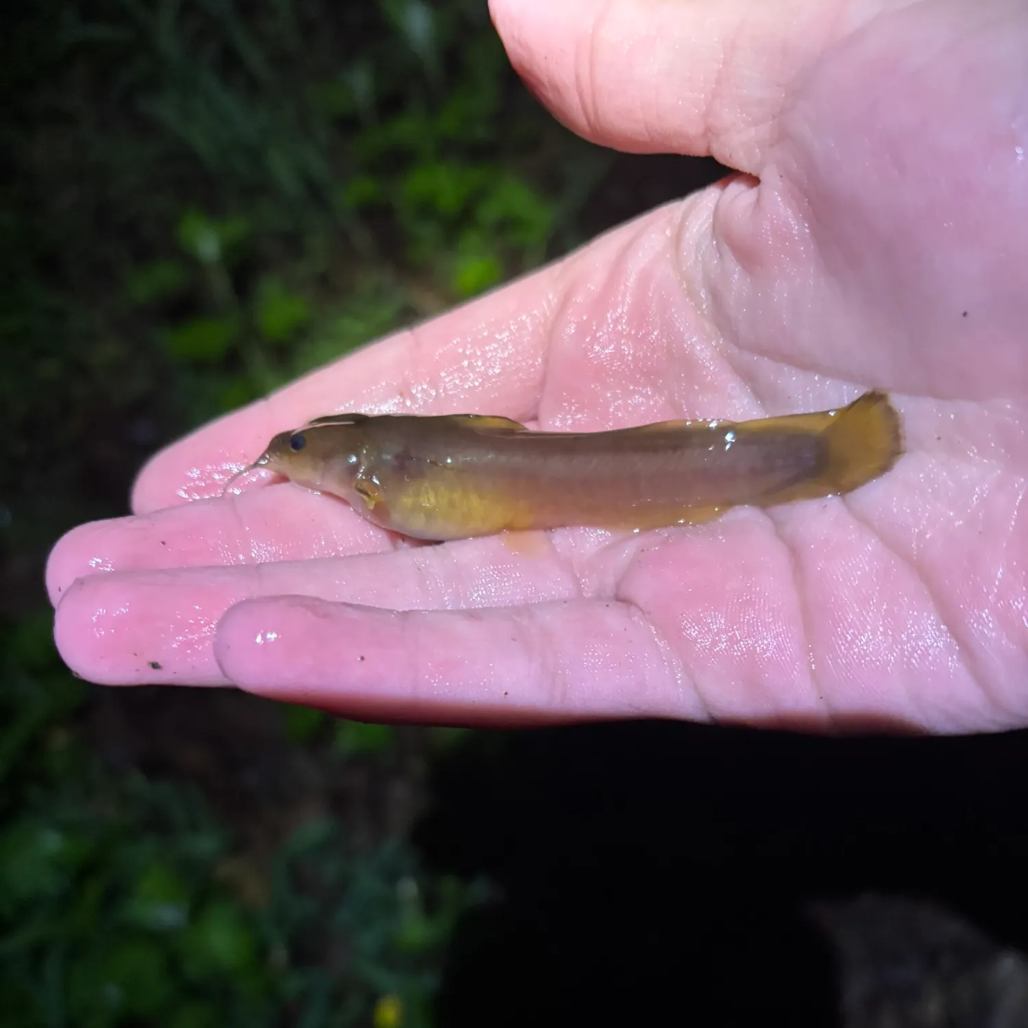 The most recent Margined madtom catches on Fishbrain