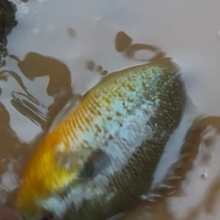 Redbreast sunfish caught on Fishbrain
