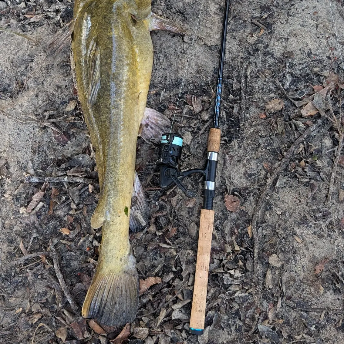 The most recent Flathead catfish catches on Fishbrain