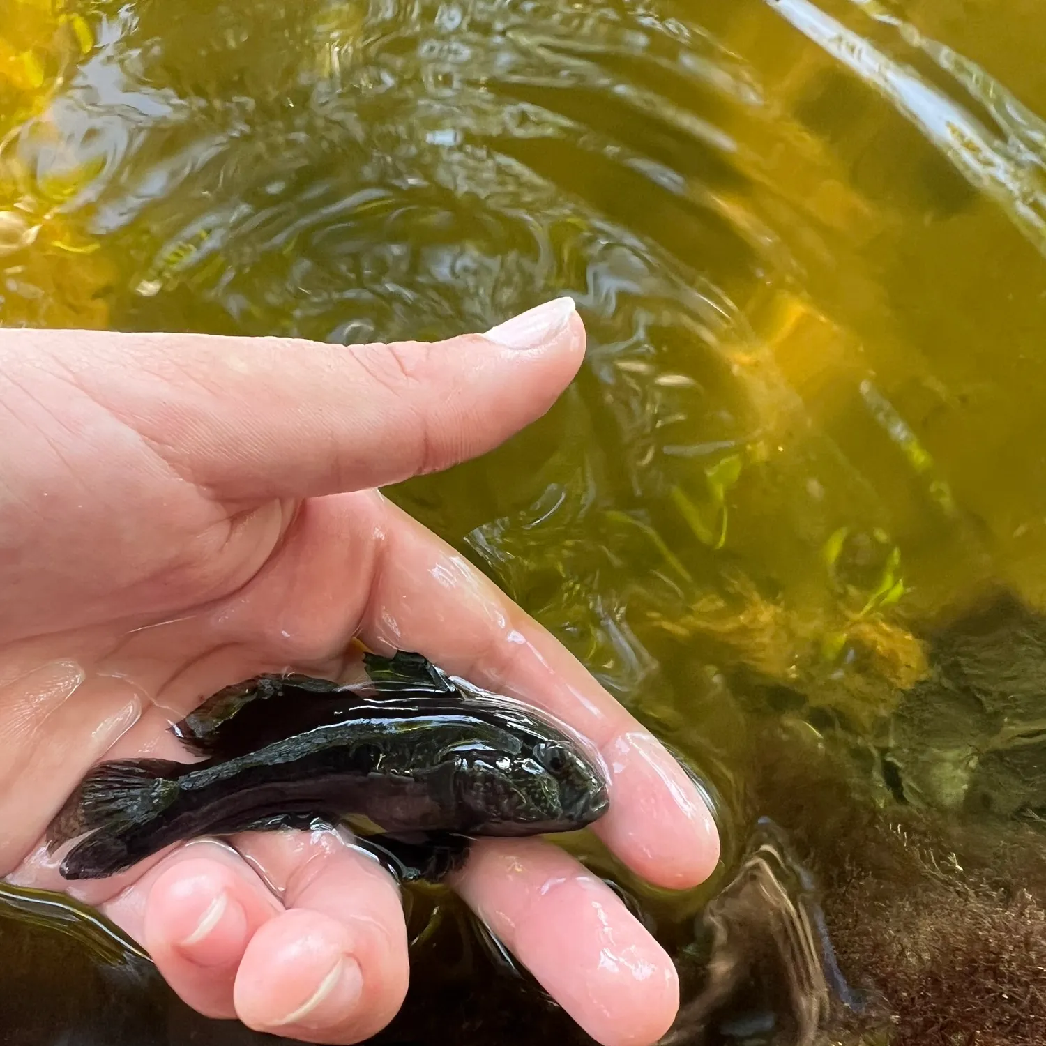 The most recent Crested goby catches on Fishbrain