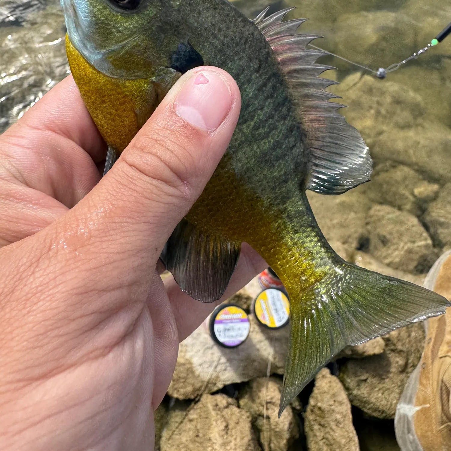 Bluegill caught on Fishbrain