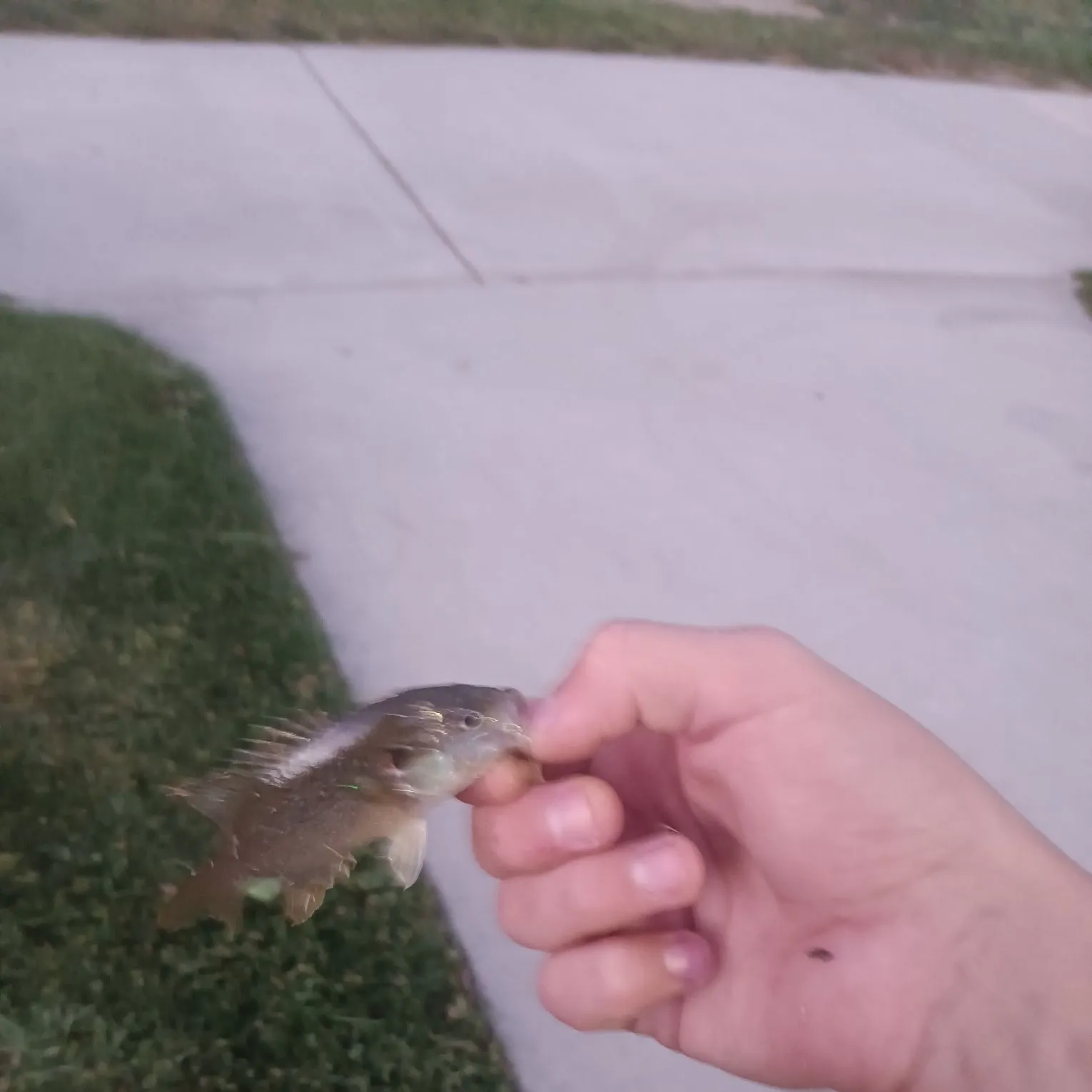 catch