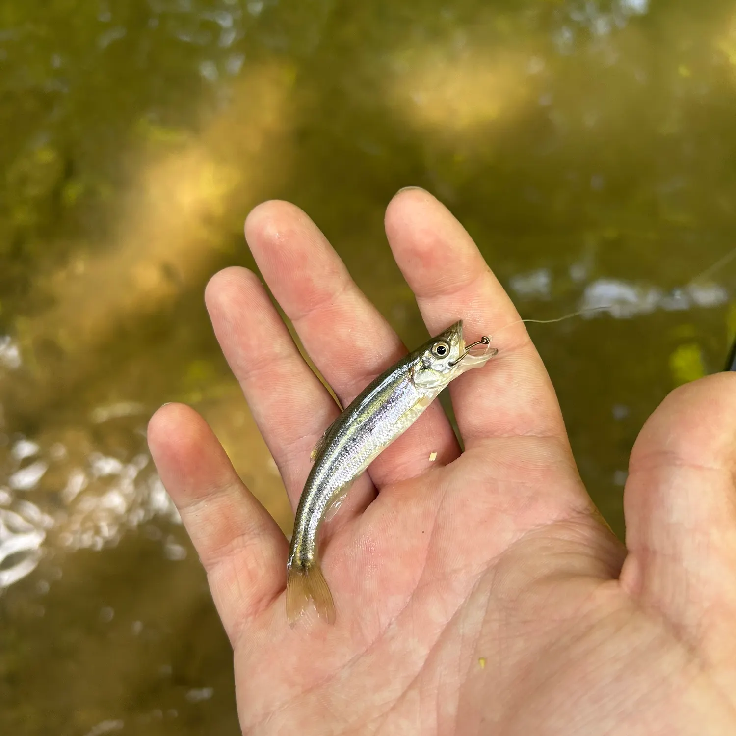Vendace caught on Fishbrain
