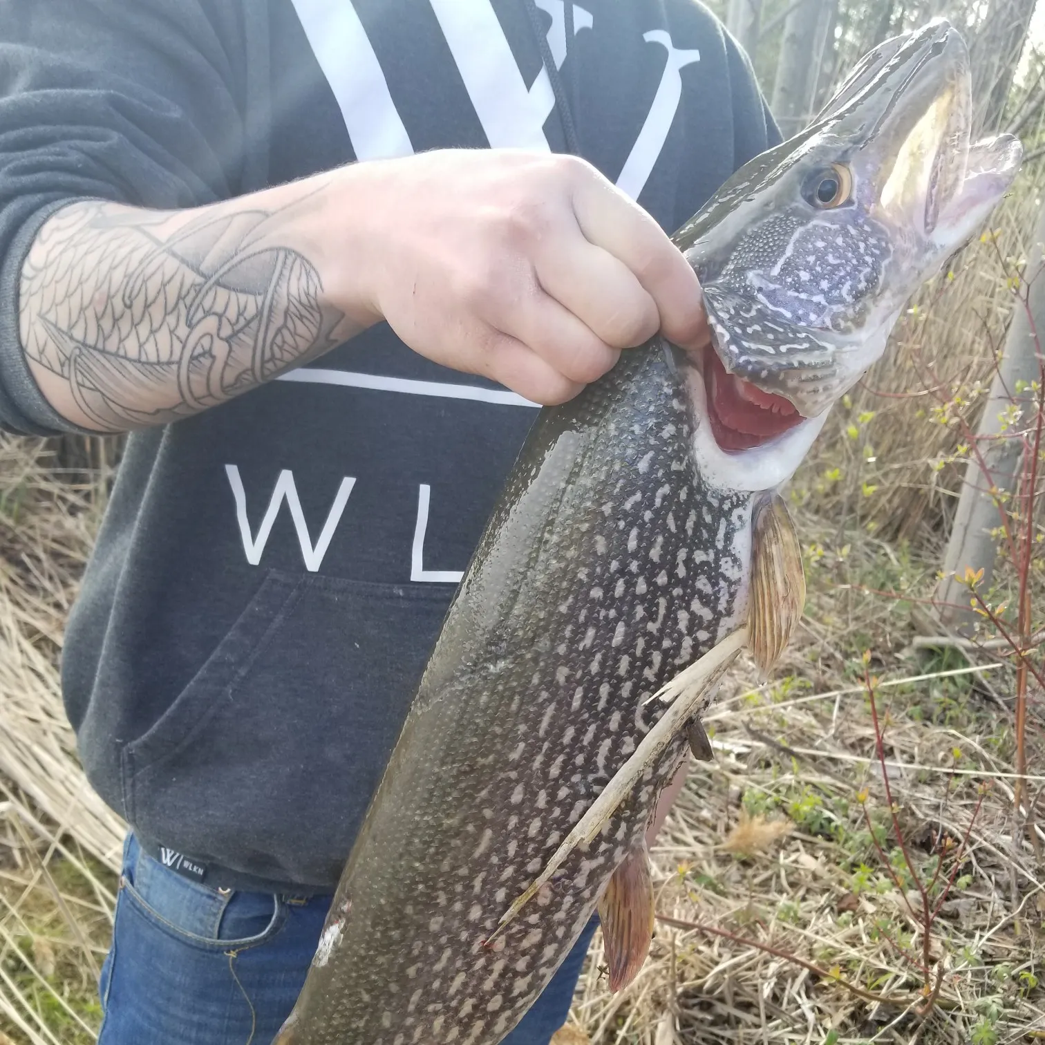 recently logged catches