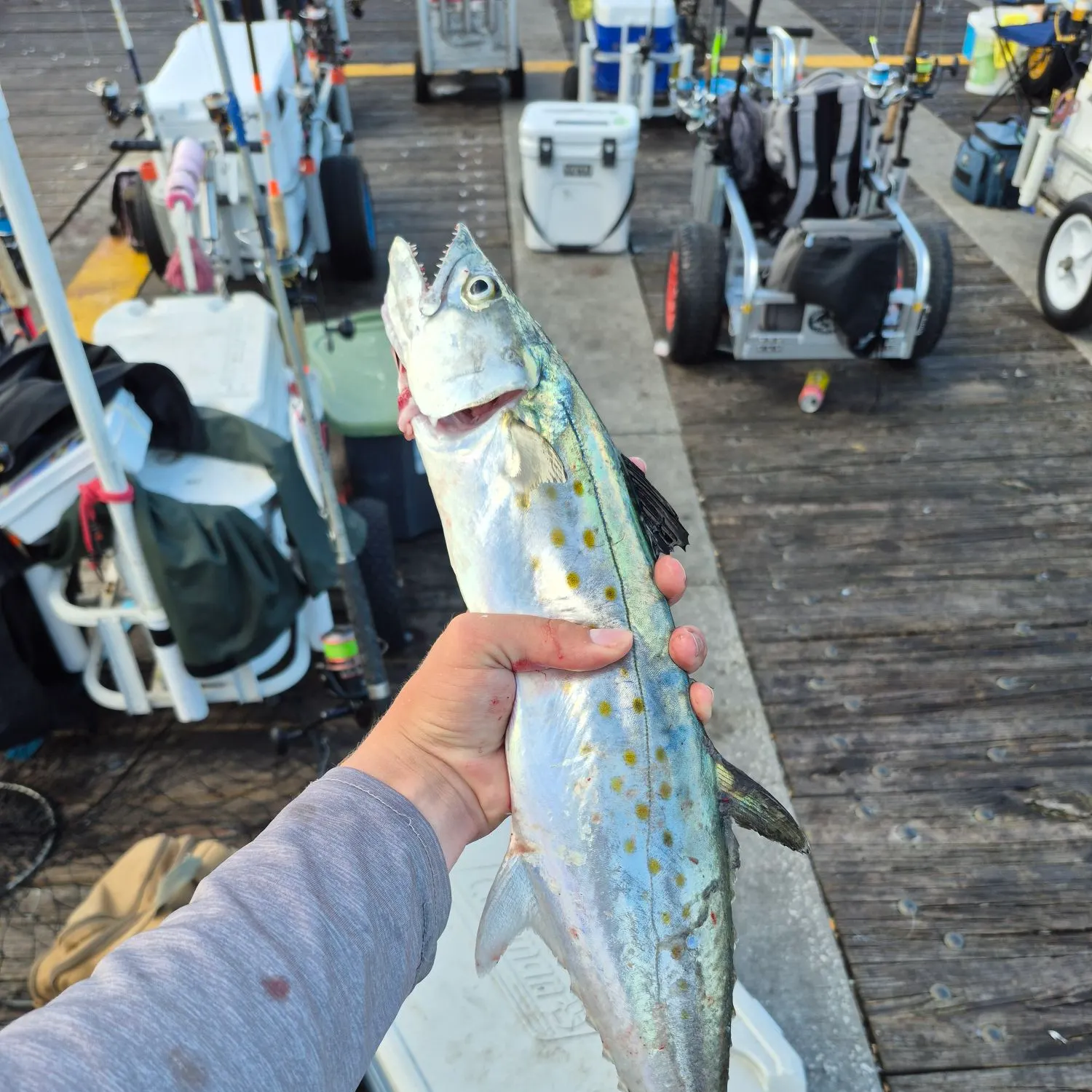 recently logged catches