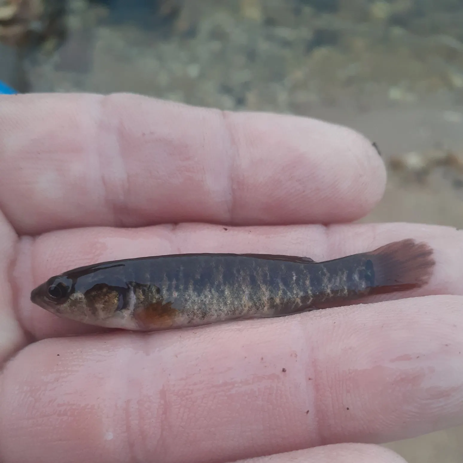 The most recent Central mudminnow catches on Fishbrain