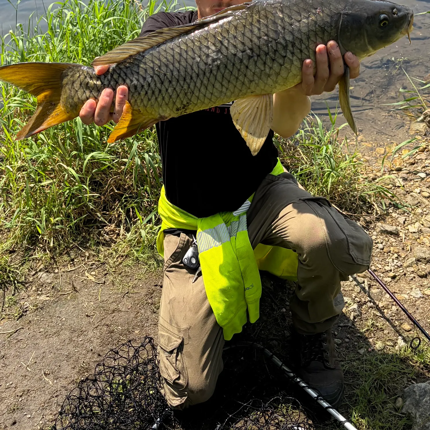 Common carp caught on Fishbrain