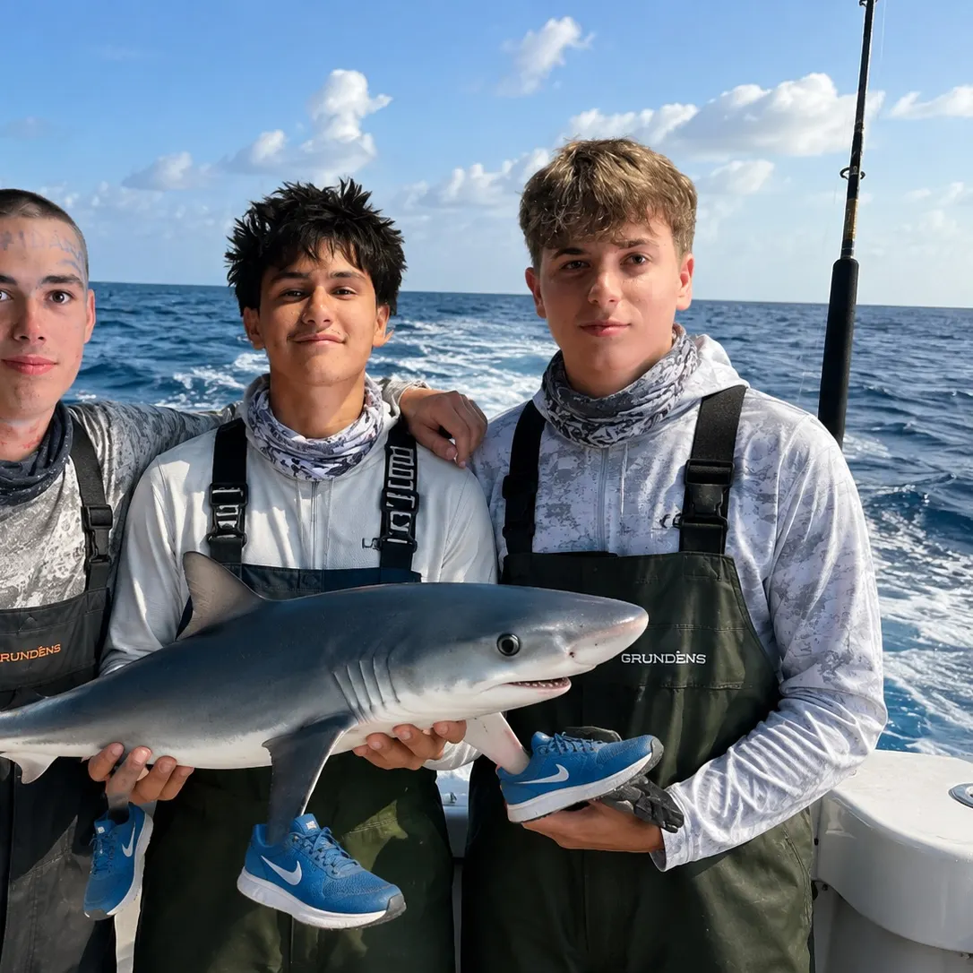 The most recent Blue shark catches on Fishbrain