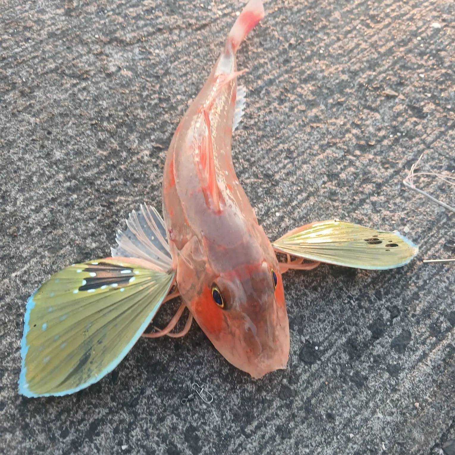The most recent Tub gurnard catches on Fishbrain