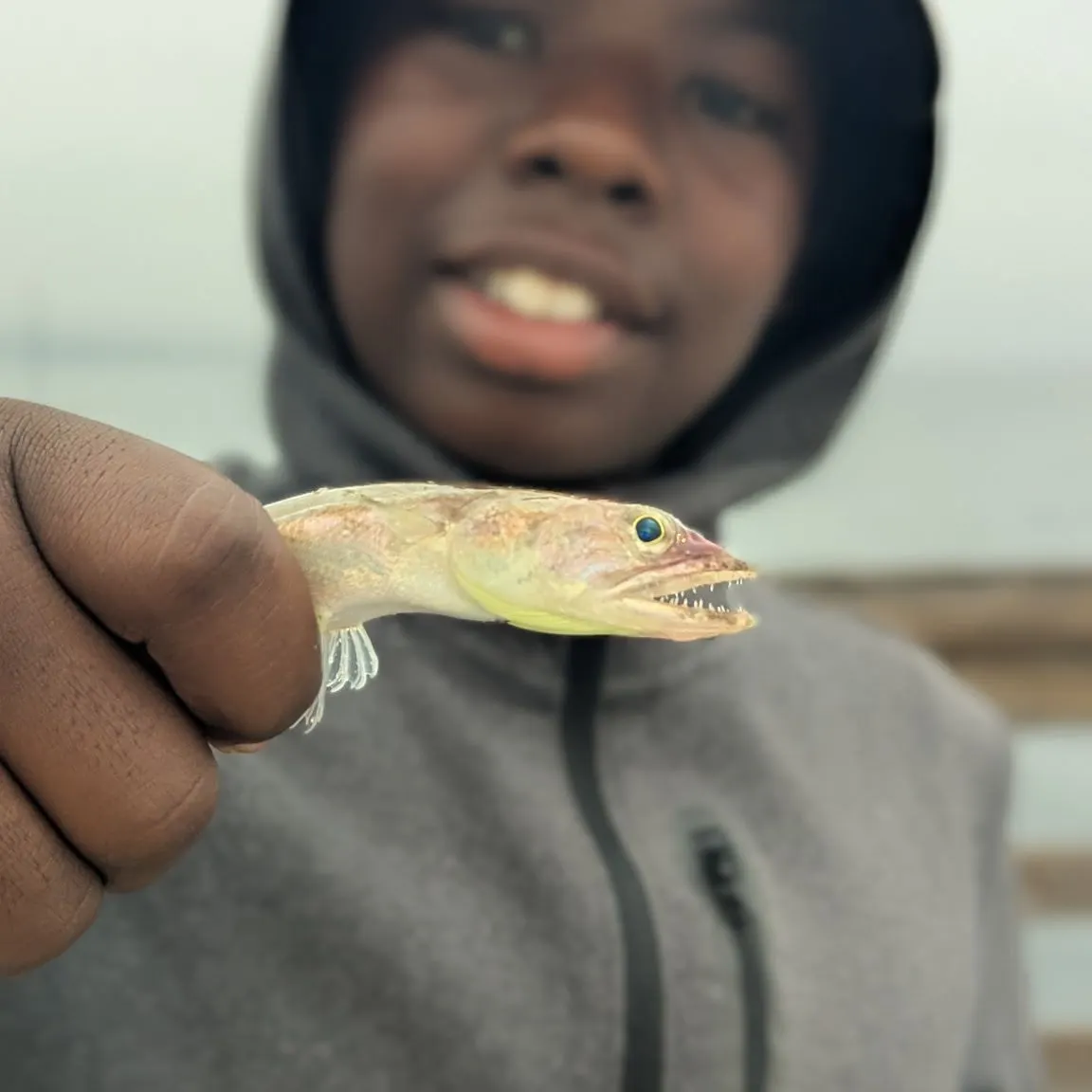 The most recent California lizardfish catches on Fishbrain