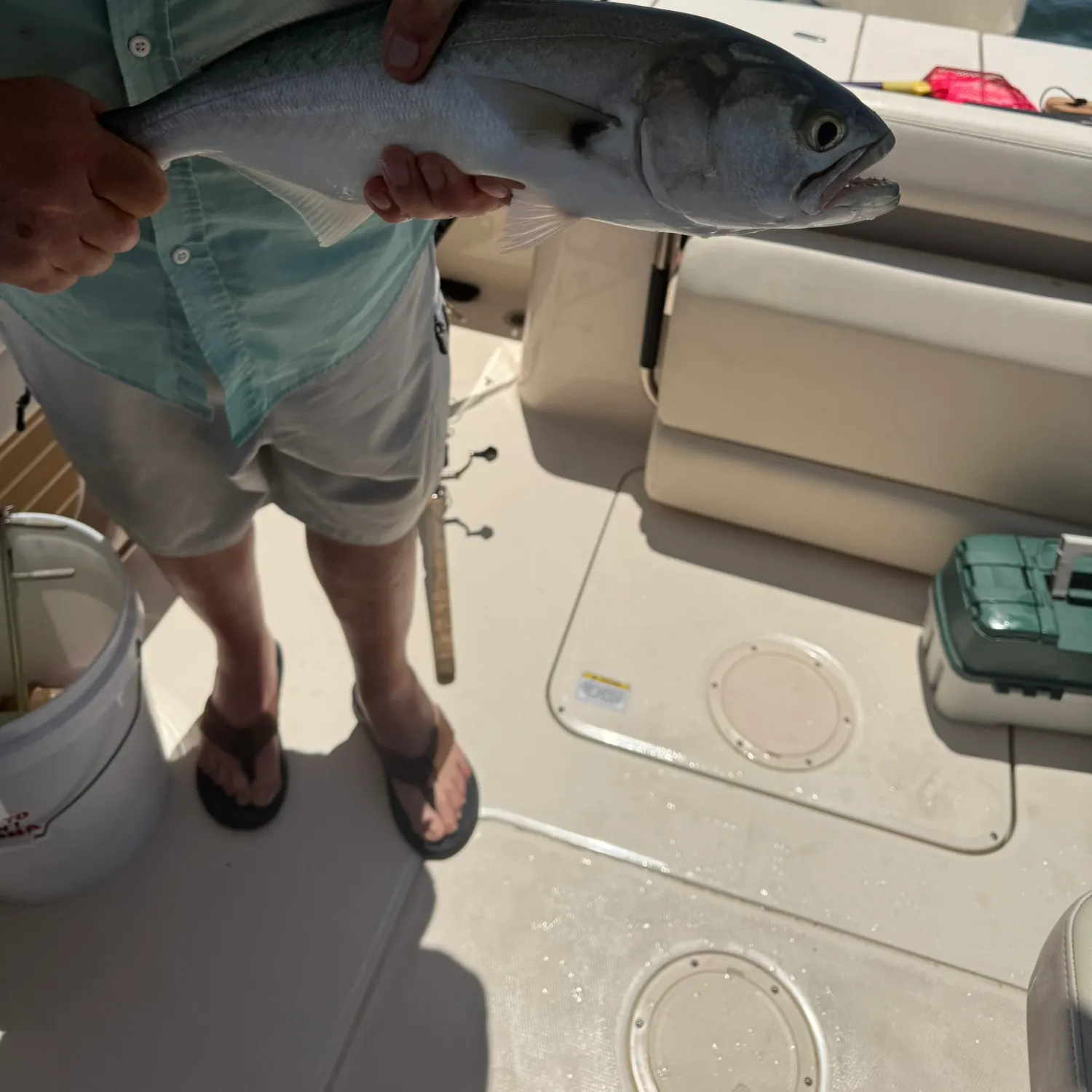 Bluefish caught on Fishbrain