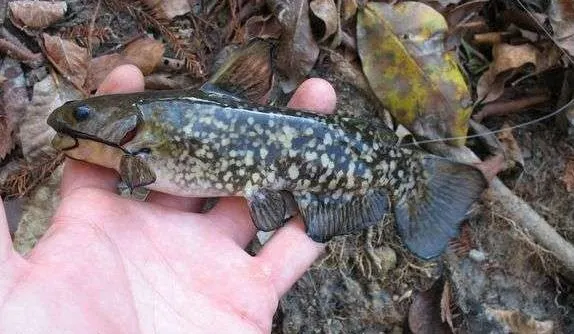 Spotted bullhead