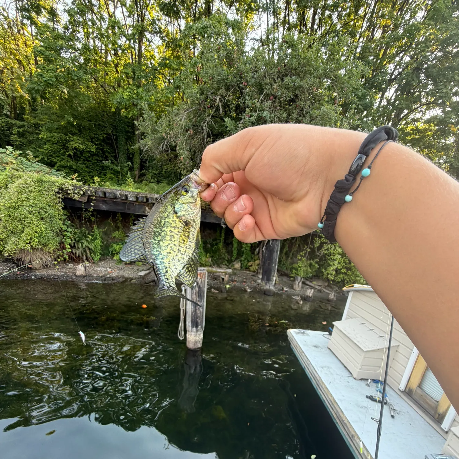 Black crappie caught on Fishbrain