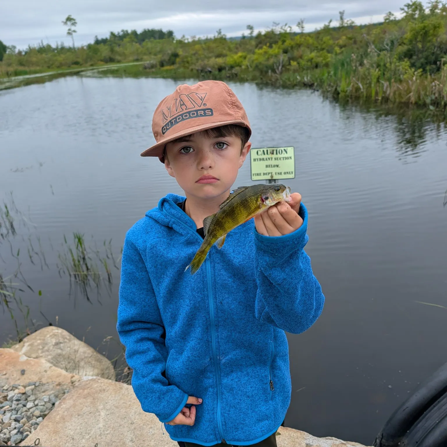 Yellow perch caught on Fishbrain
