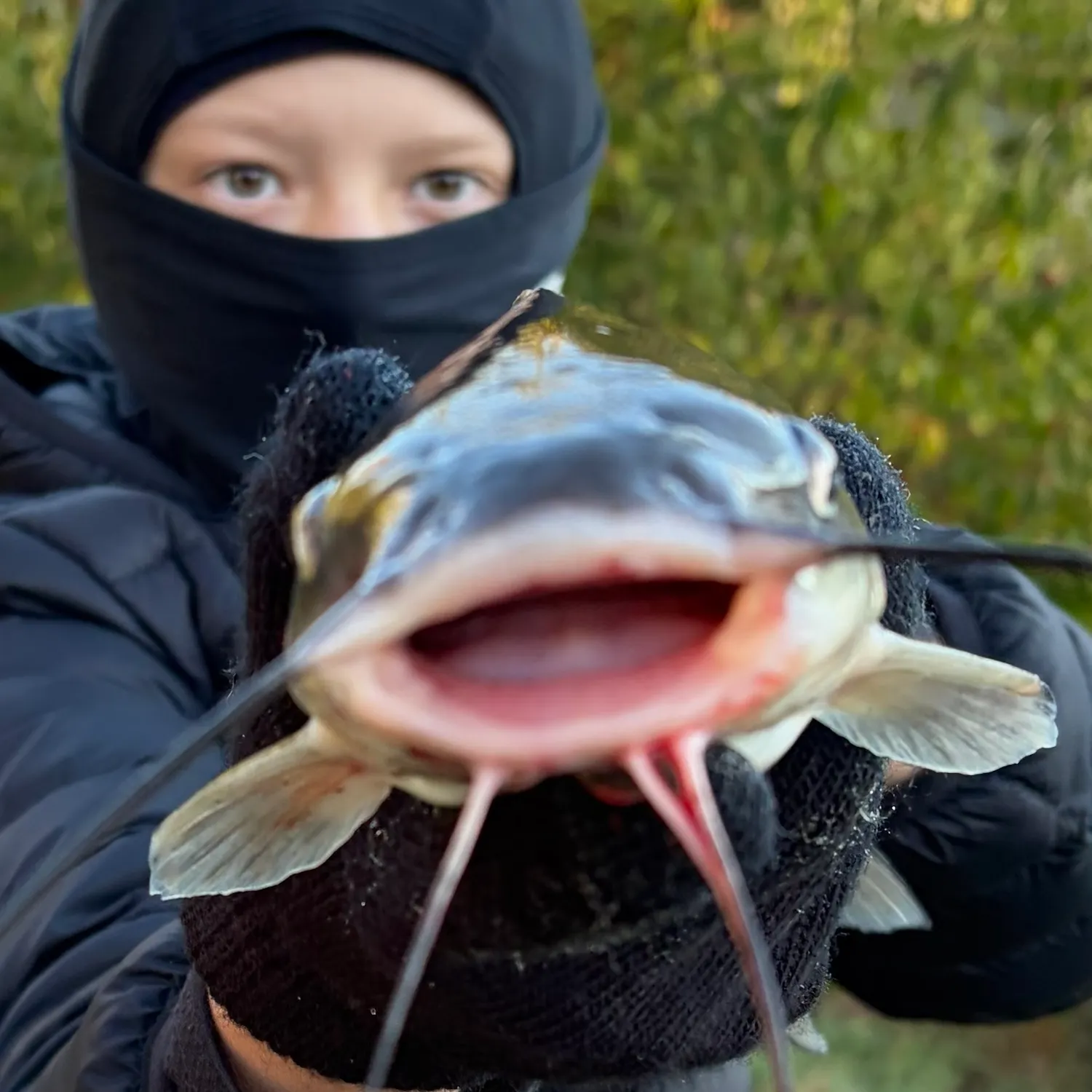 Channel catfish caught on Fishbrain