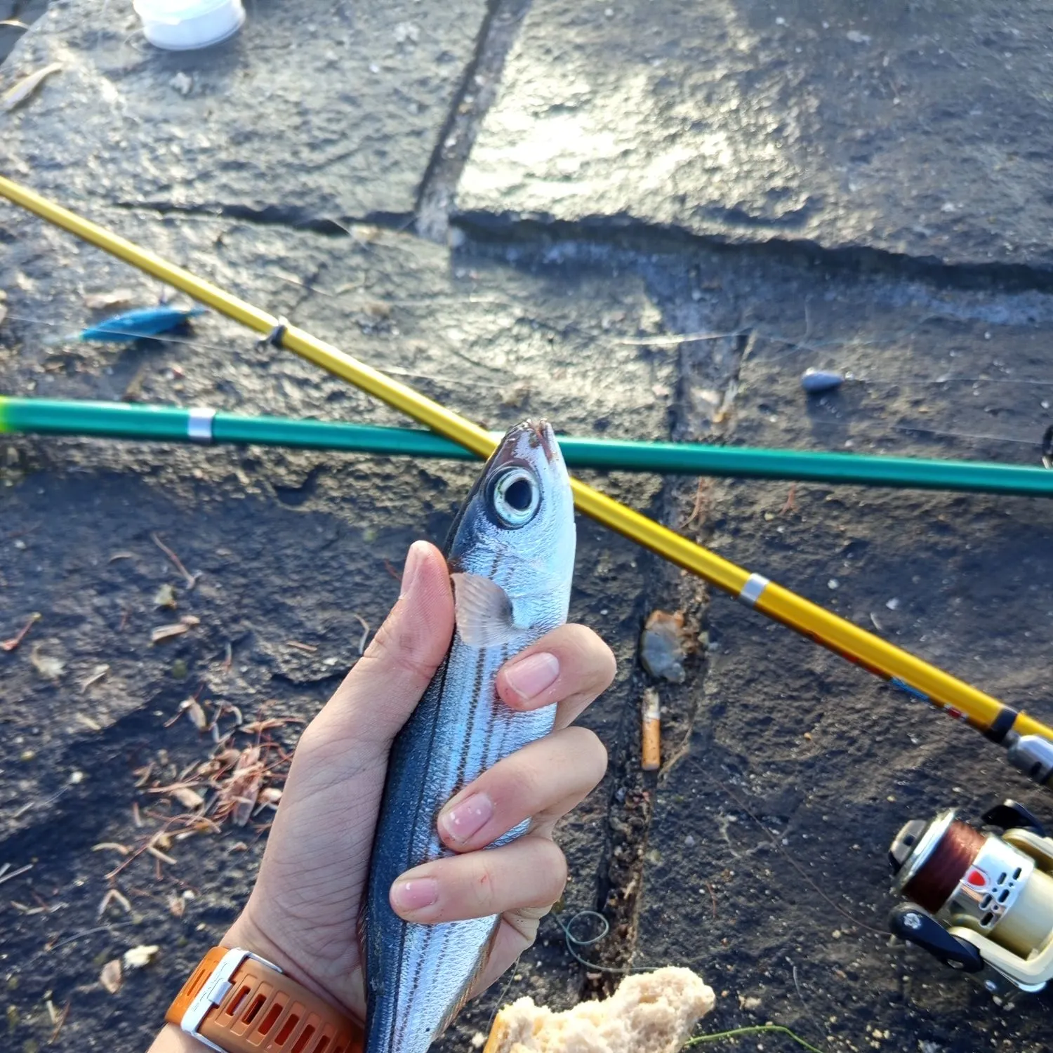 The most recent Bogue catches on Fishbrain