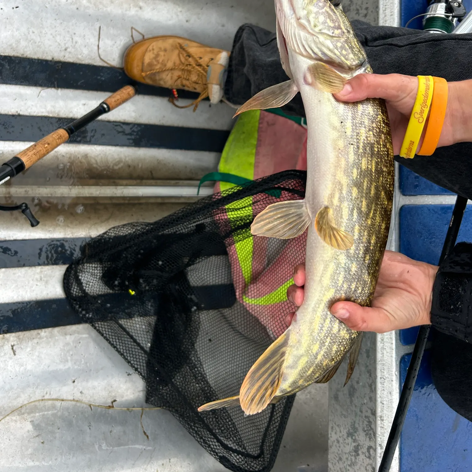 Northern pike caught on Fishbrain