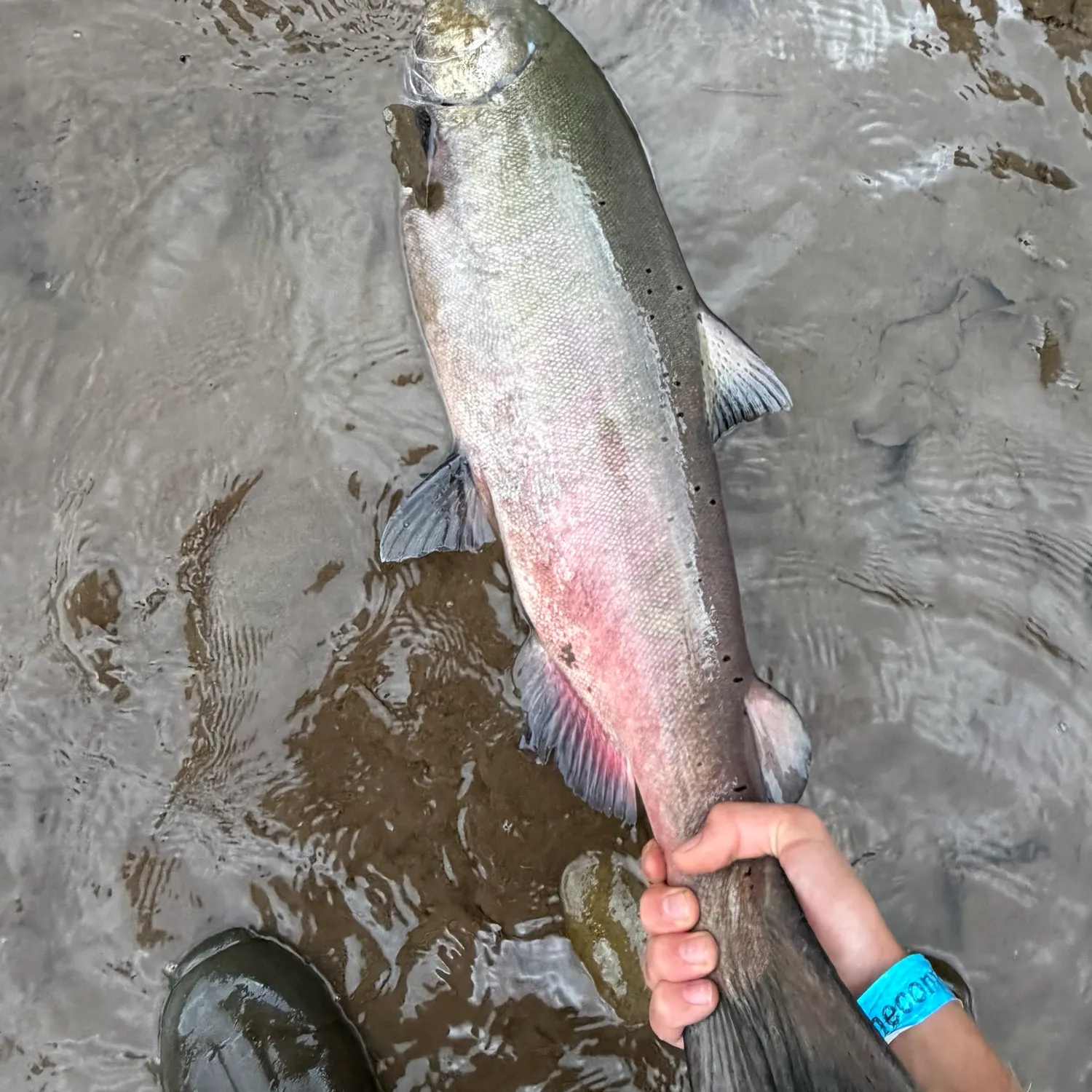 Chinook salmon caught on Fishbrain