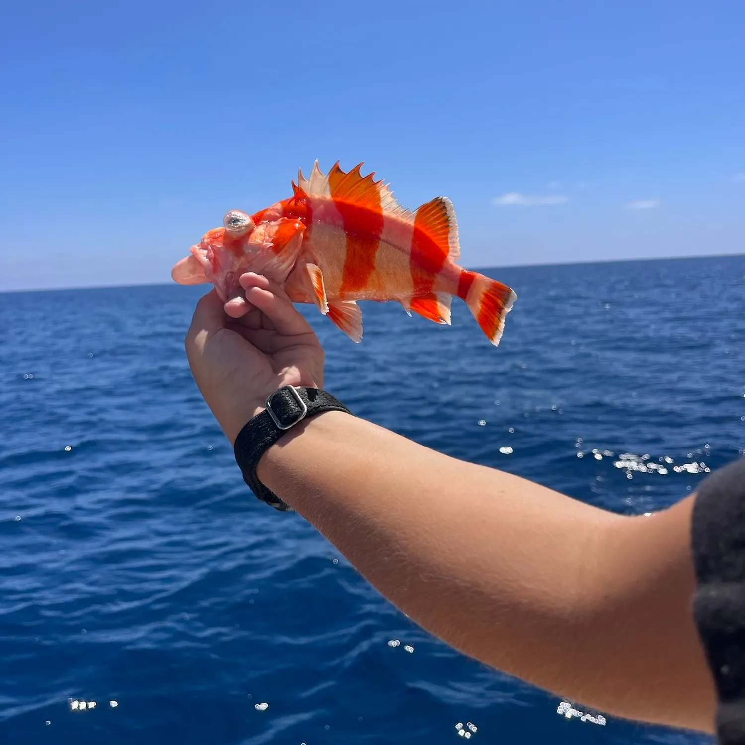 The most recent Flag rockfish catches on Fishbrain