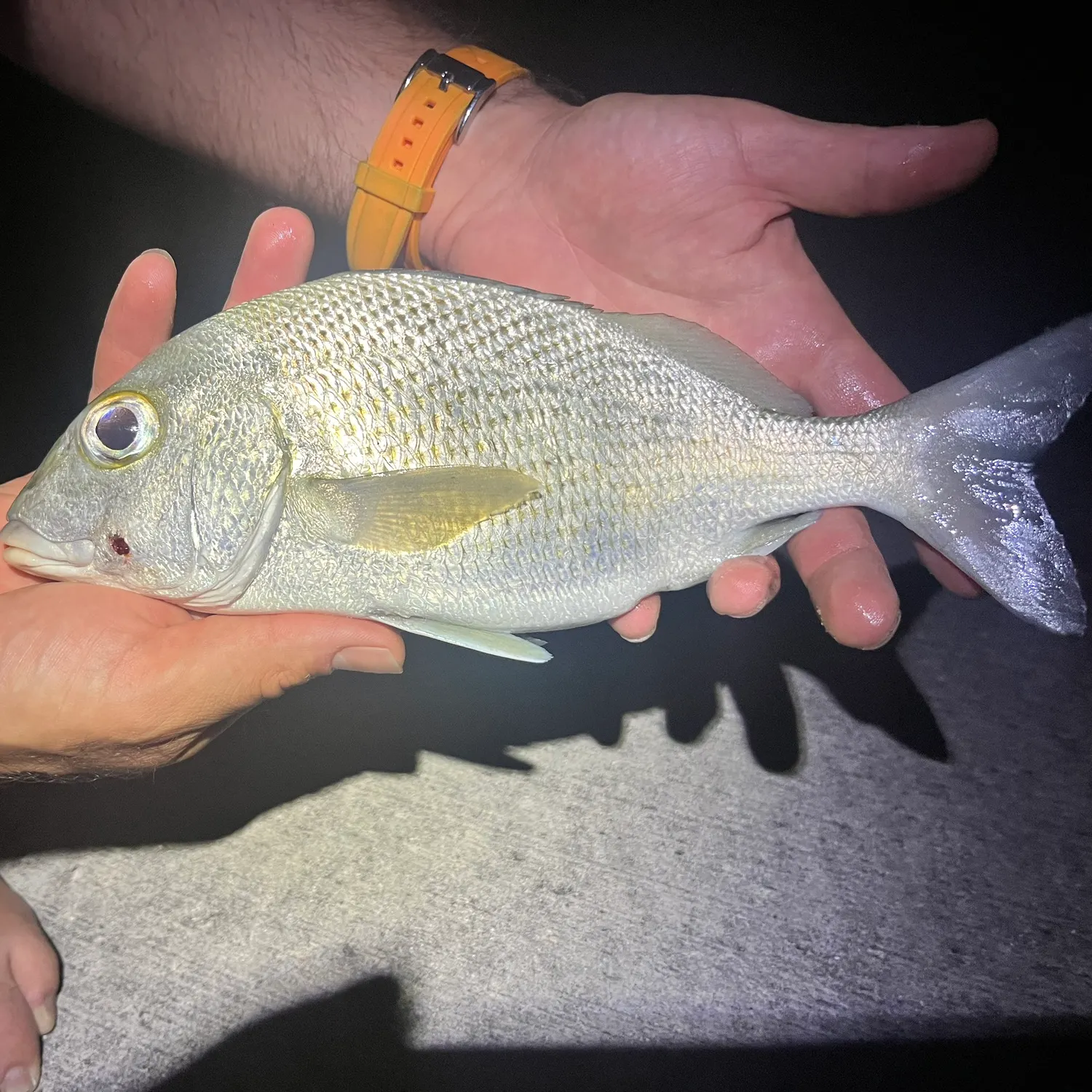 The most recent White margate catches on Fishbrain