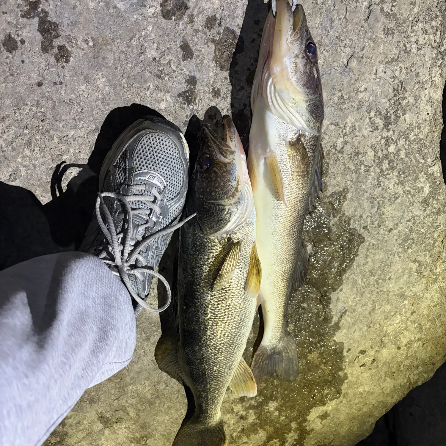 Walleye caught on Fishbrain