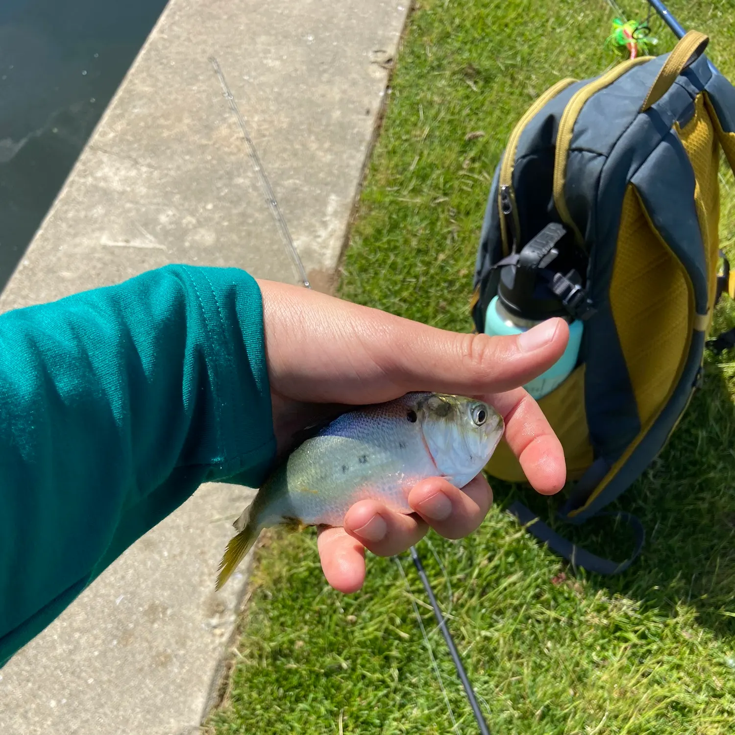 The most recent Gulf menhaden catches on Fishbrain