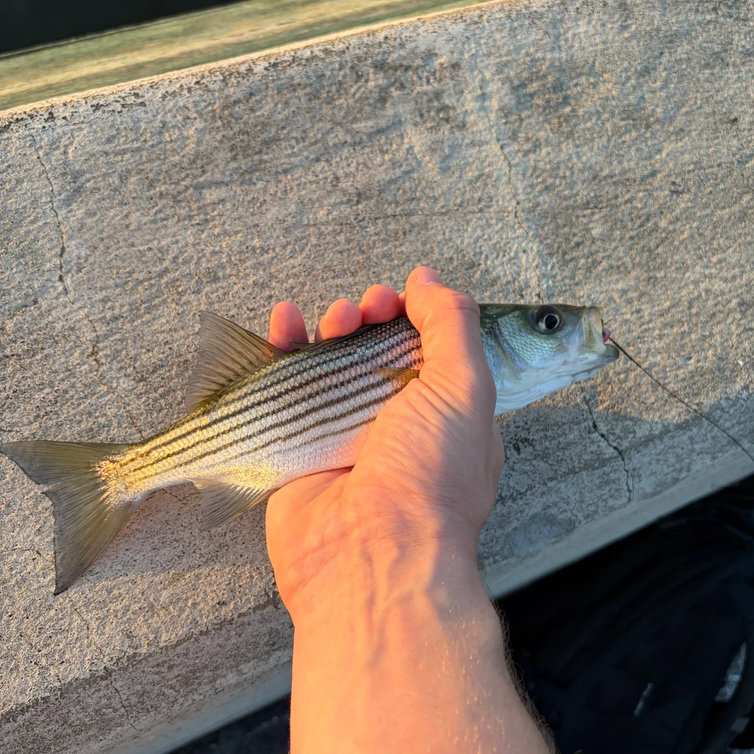 Striped bass caught on Fishbrain