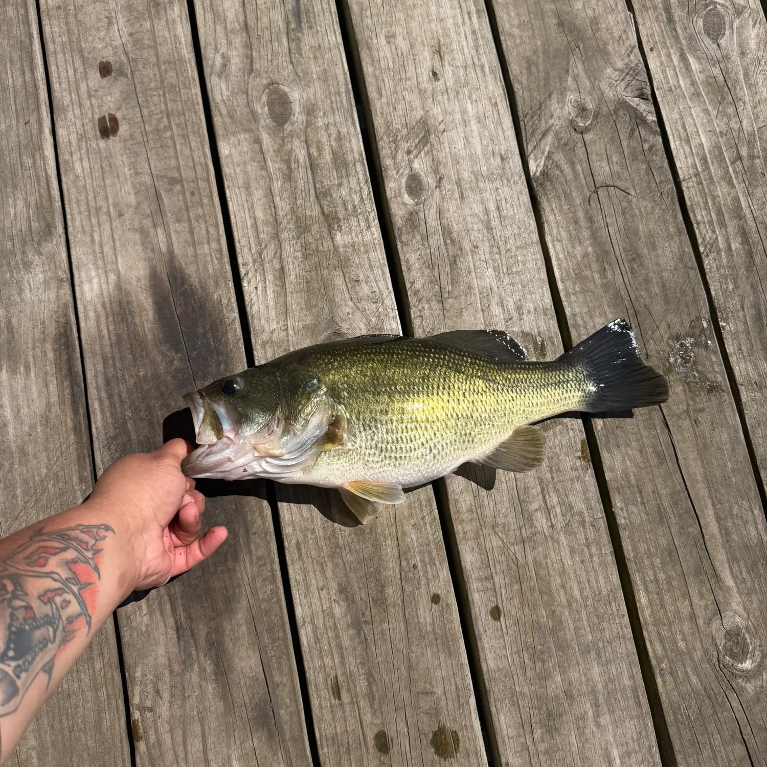 recently logged catches