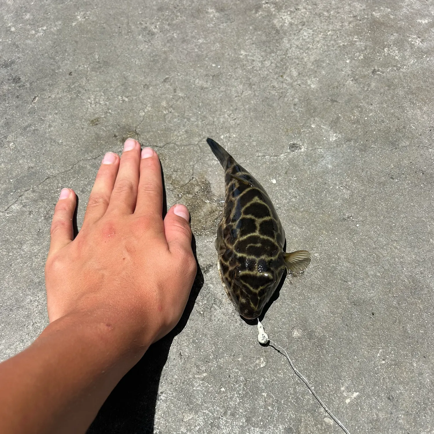 The most recent Spotted green pufferfish catches on Fishbrain