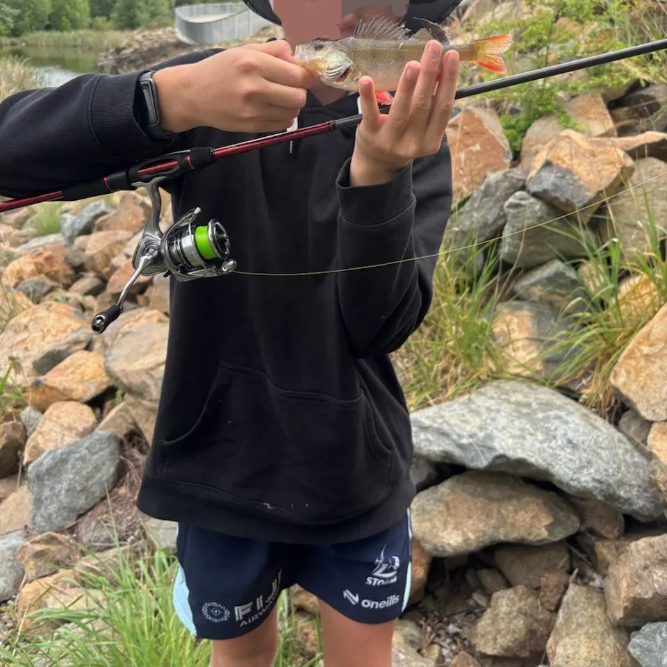 European perch caught on Fishbrain