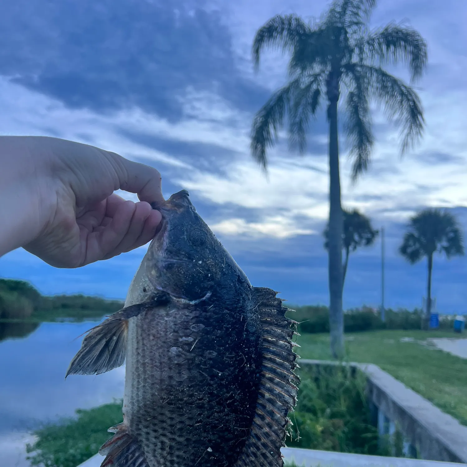 Nile tilapia caught on Fishbrain