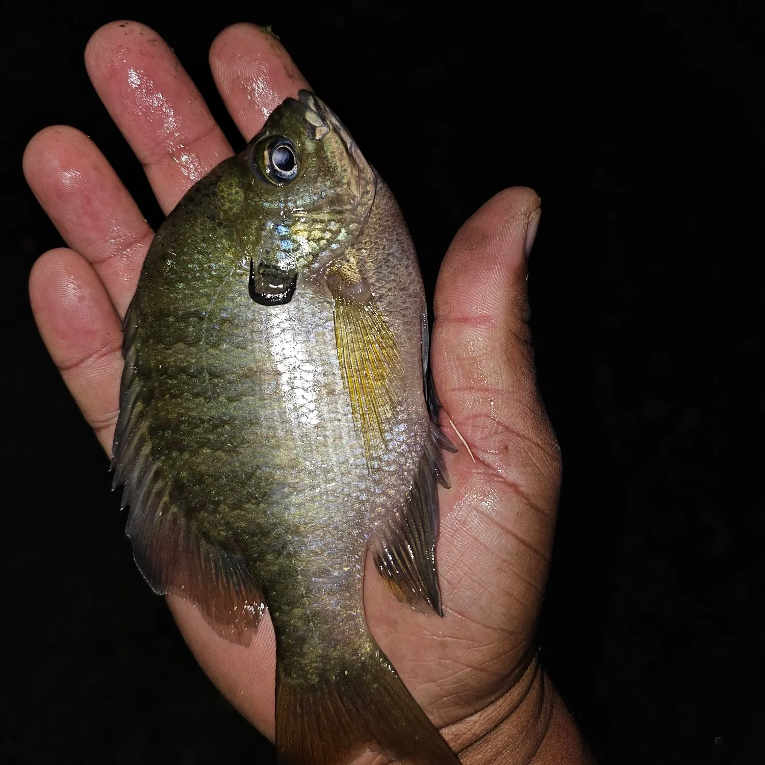 Bluegill caught on Fishbrain