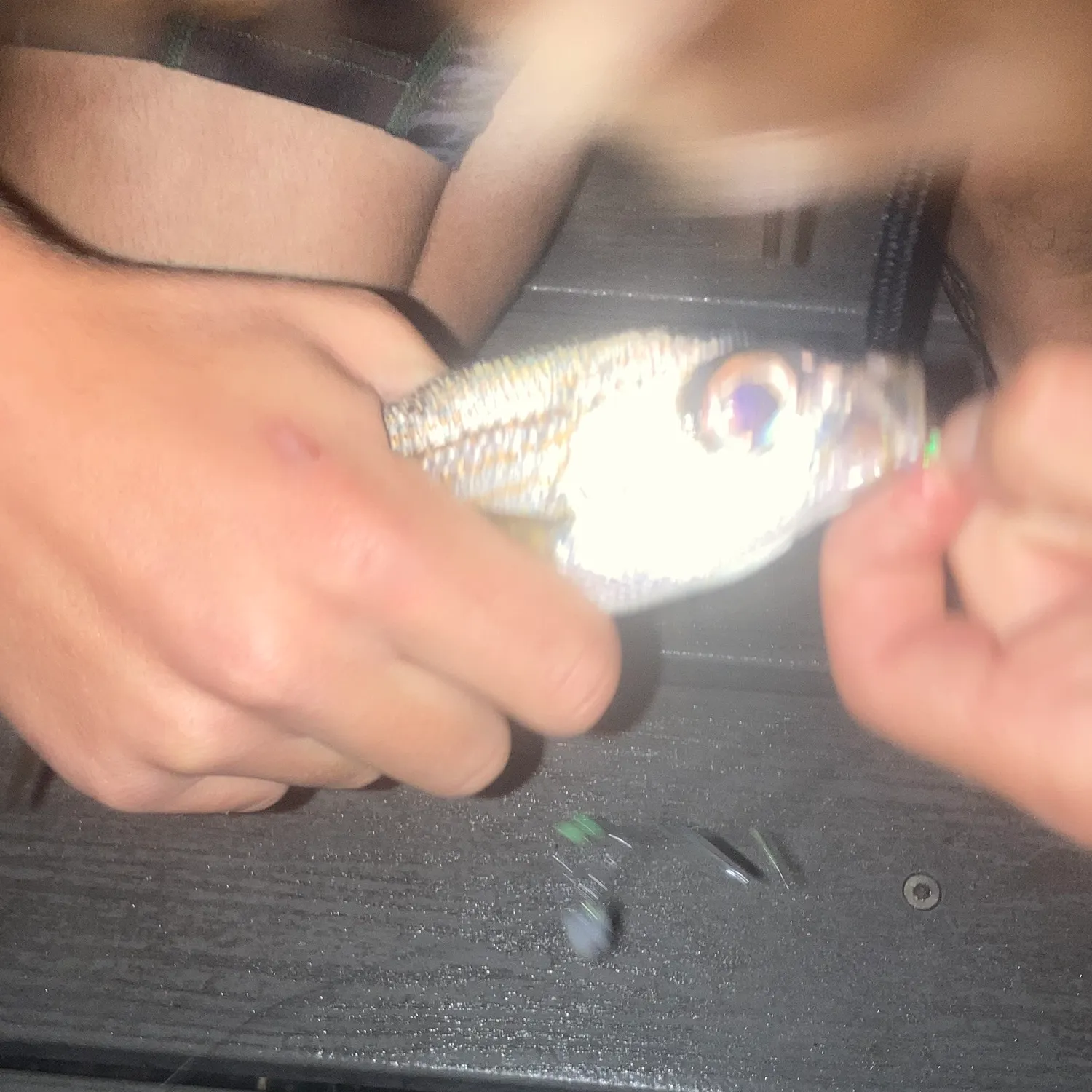 The most recent Californian salema catches on Fishbrain