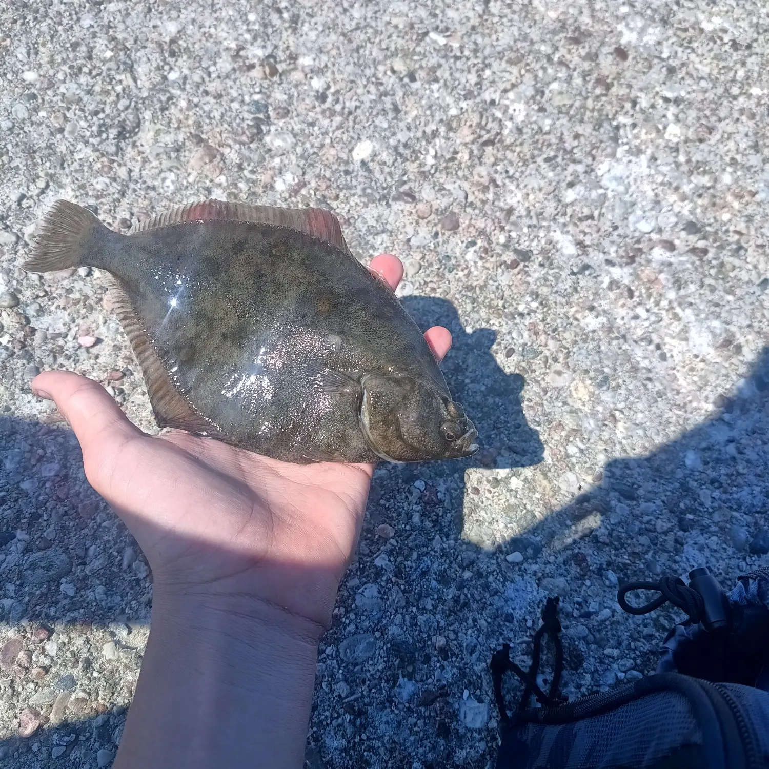 The most recent European flounder catches on Fishbrain