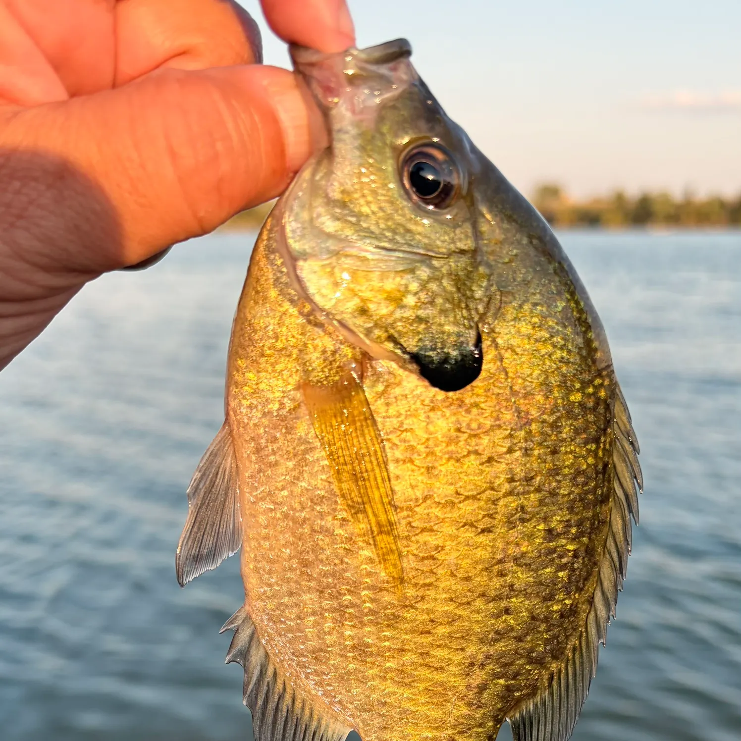 Bluegill caught on Fishbrain